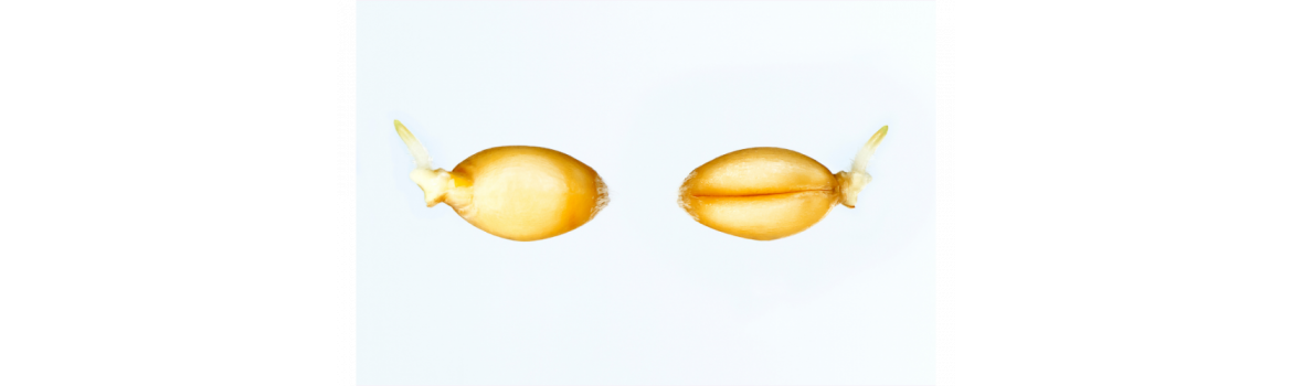 Як досягти ідеальної шкіри за допомогою олії зародків пшениці? - фото на Vitaminclub