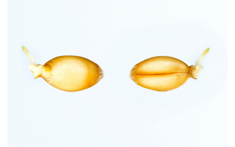 Як досягти ідеальної шкіри за допомогою олії зародків пшениці? - фото на Vitaminclub