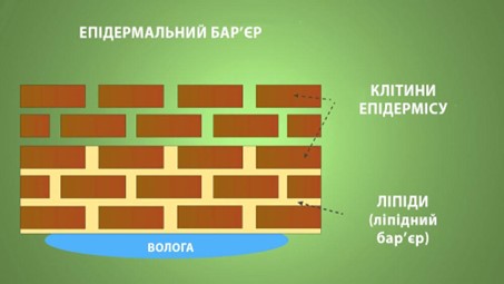 На что способны липиды в косметике? - Vitaminclub